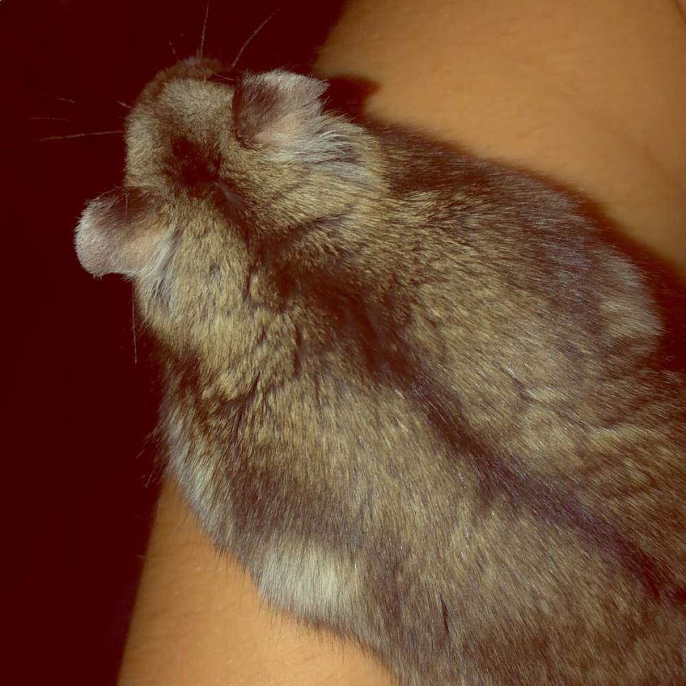 Meet your Posher, Grayson